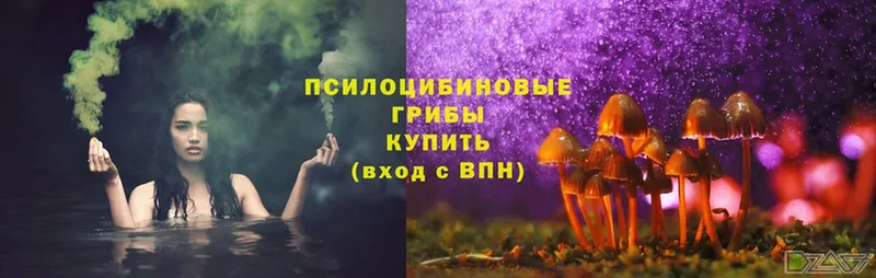 Галлюциногенные грибы Cubensis Муром